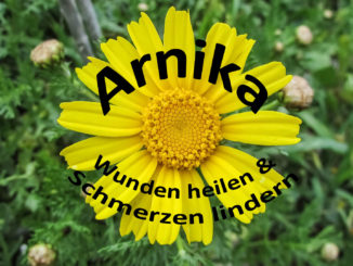 Arnika - Wunden heilen und Schmerzen lindern | Kochen-verstehen.de