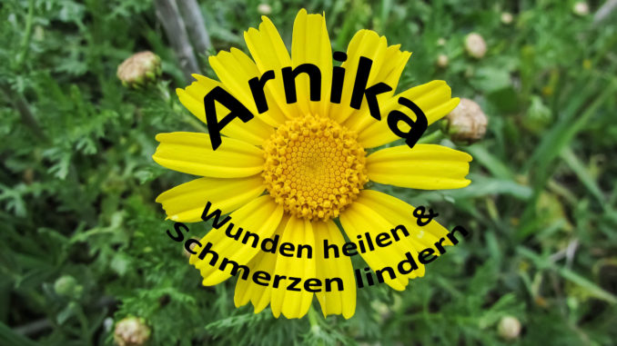 Arnika - Wunden heilen und Schmerzen lindern | Kochen-verstehen.de