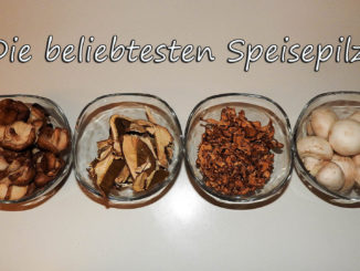 Die beliebtesten Speisepilze auf Kochen-verstehen.de