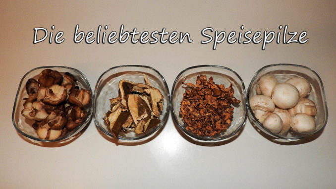 Die beliebtesten Speisepilze Die beliebtesten Speisepilze auf Kochen-verstehen.de