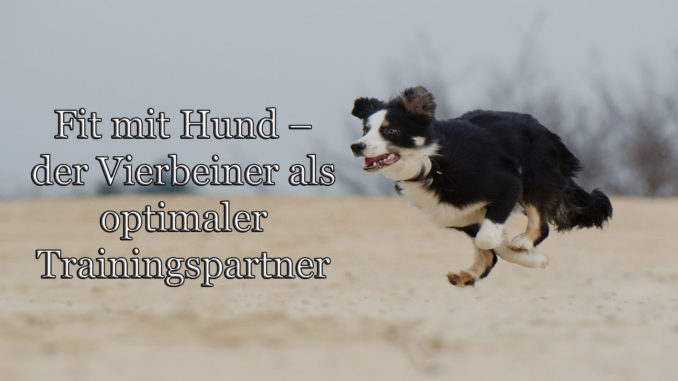 Fit mit Hund – der Vierbeiner als optimaler Trainingspartner