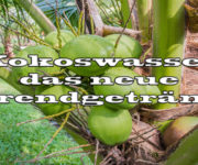 Kokoswasser - das neue Trendgetränk?