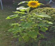 Sonnenblume auf Kochen-verstehen.de