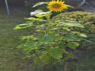 Sonnenblume auf Kochen-verstehen.de