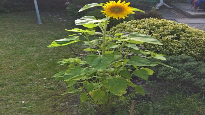 Sonnenblume auf Kochen-verstehen.de